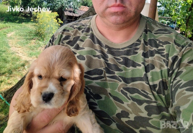 Кокер Шпаньол - , снимка 7 - Кокер шпаньол - 55161337