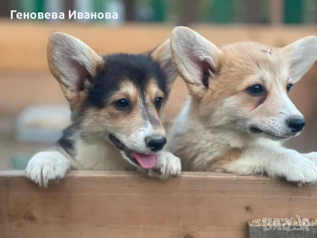 Уелско корги пембрук-транспорт Варна 15.08, снимка 2 - Други - 55517205