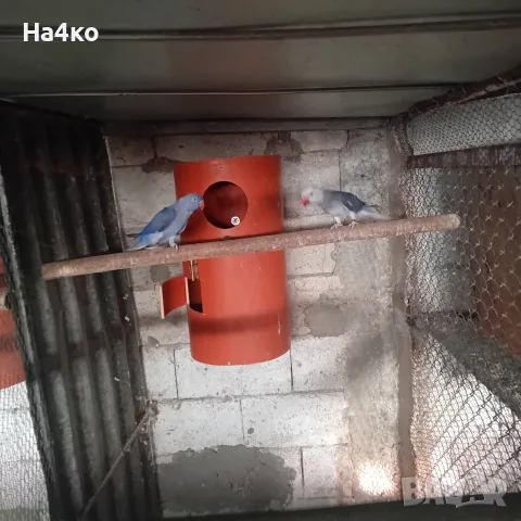 Свободен чивт Малък Александър виолети, снимка 3 - Папагали - 55347802