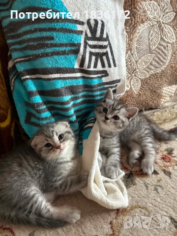 Британско коте таби, снимка 7 - Британска късокосместа - 55284770
