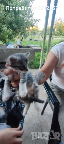 Котета, снимка 3 - Други - 54567849