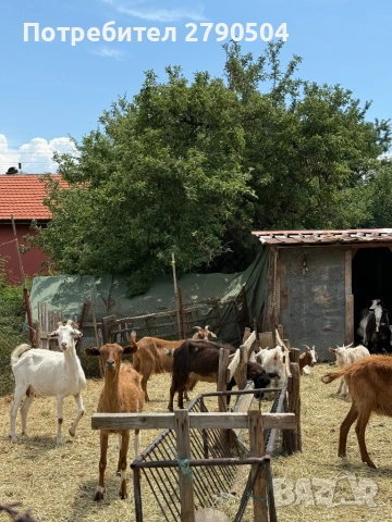 Продавам кози и ярета