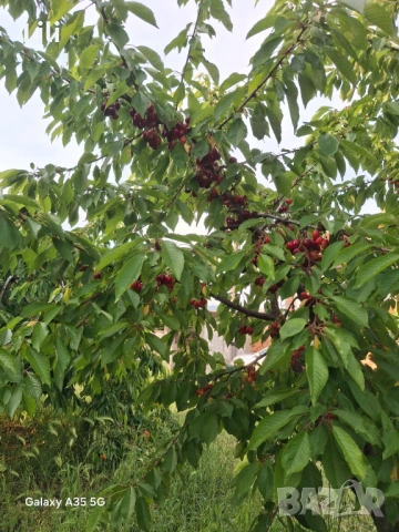 Продавам Череши, снимка 2 - Домашни продукти - 54766494