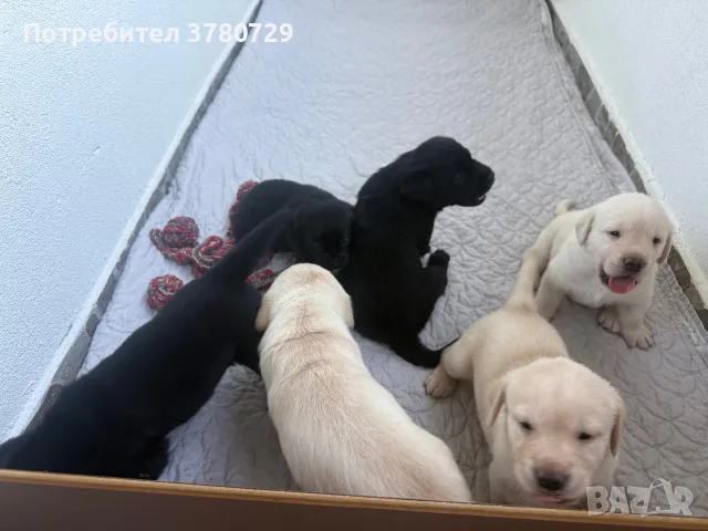 Лабрадор ретривър, снимка 2 - Лабрадор ретривър - 55679473