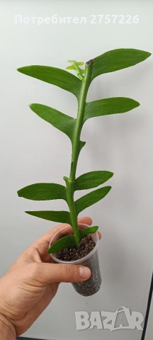 Selenicereus chrysocardium
