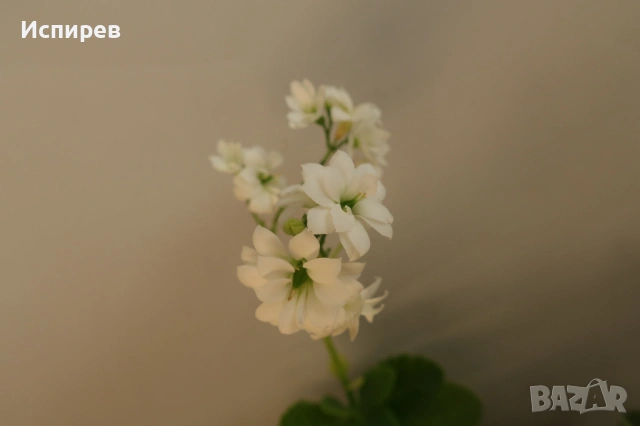 Каланхое, Kalanchoe sp., форма с бели цветове, снимка 4 - Стайни растения - 54918783