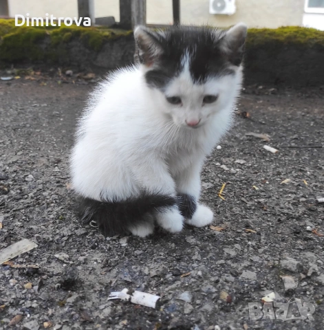 Котета търсят дом, снимка 14 - Други - 54756003
