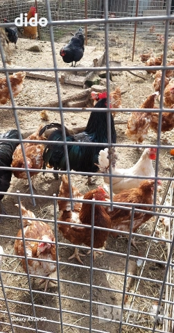 Продавам домашни яйца от свободно отглеждани кокошки , снимка 2 - Домашни продукти - 54181084