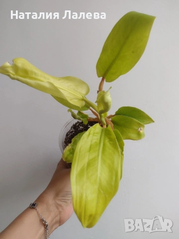 Филодендрон, philodendron Malay Gold