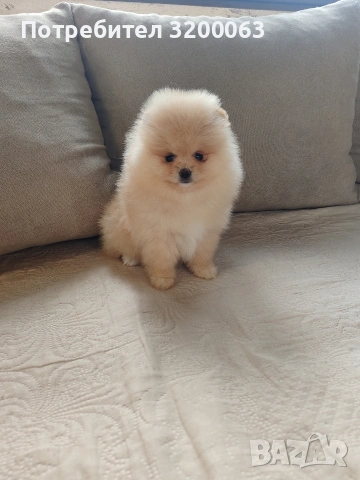 Померан мини женско , снимка 4 - Померан - 54288210