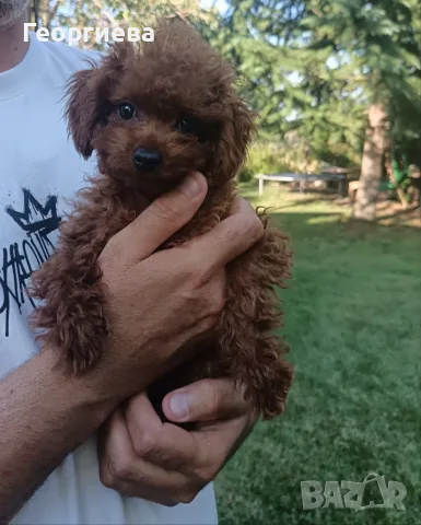 Пудел той/poodle toy 