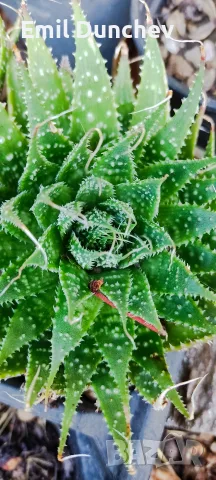 Алое, Aloe aristata