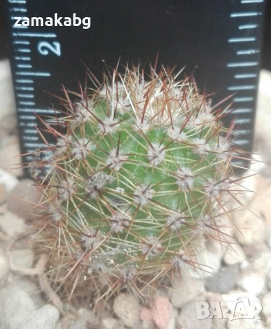 Ехинопсис (Echinopsis Multiplex), сукулентно растение