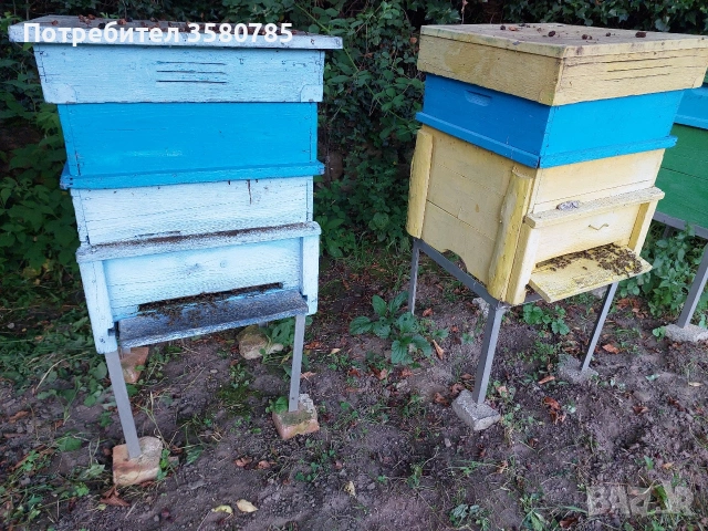 Продавам Пчелни Семейства , снимка 4 - За пчели - 55174306