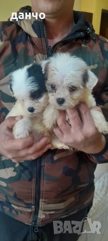 Болонки, снимка 2 - Болонка - 54182666