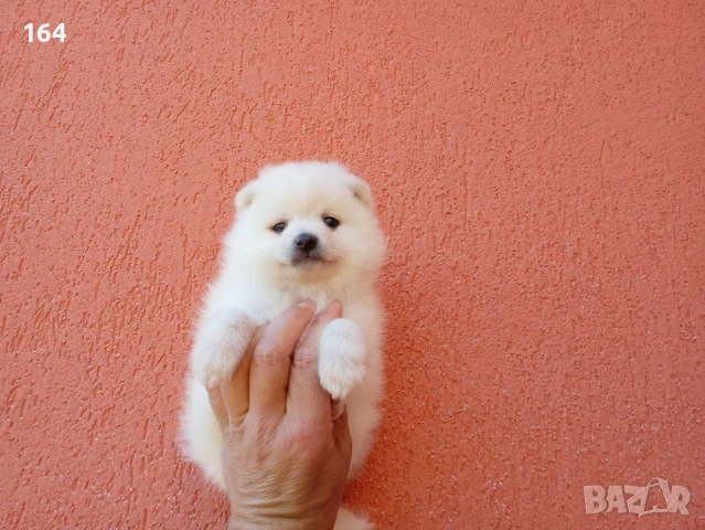 Бял мъжки Померан. Реални снимки от 25.04.2026 г. 