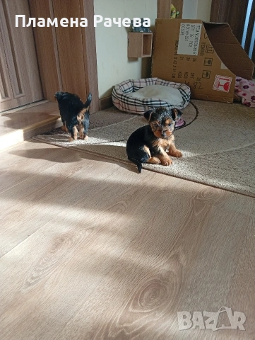 Йоркширски териер , снимка 4 - Йоркширски териер - 54261007