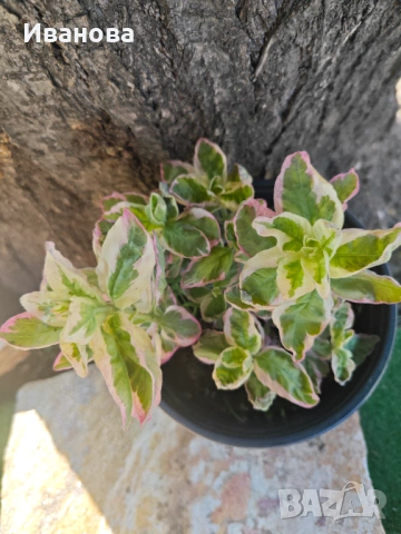 Лизимахия - триколор, снимка 3 - Градински цветя и растения - 54335591