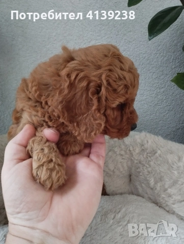 Той Пудел Poodle toi , снимка 2 - Пудели - 54976284