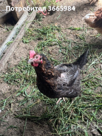 Продавам кокошки - харко и петли за клане, снимка 2 - Кокошки и пуйки - 54357452