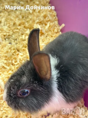 Декоративни зайци, Декоративен заек, снимка 3 - Декоративни зайчета - 54844192