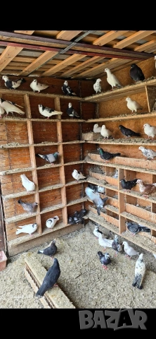гълъби за продажба по договаряне , снимка 8 - Гълъби - 54389937