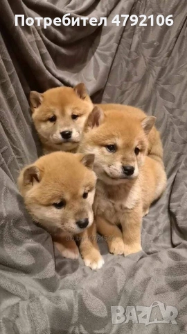 Шиба Ину Кученца, снимка 3 - Шиба ину - 54147199