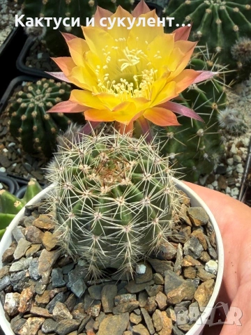 Кактус Echinopsis Hybrid Gold Star уникален цъфтеж с преливащи се омбре цветове, снимка 2 - Градински цветя и растения - 55182621