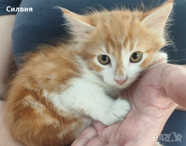 Подарявам котенца , снимка 8 - Други - 55077511