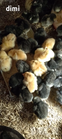 ПРОДАВАМ ПИЛЕТА ДО 30.04.2026г, снимка 2 - Кокошки и пуйки - 54258732