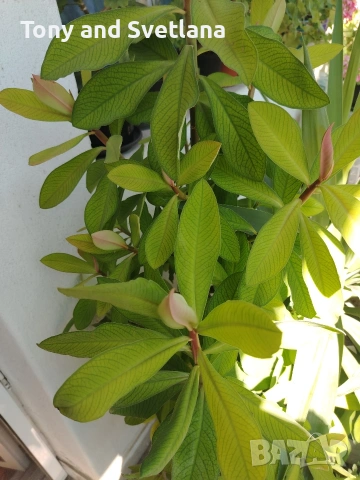 Каучуково растение (Syngonium grantii) , снимка 10 - Стайни растения - 54664226