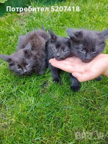 Ангорски котета