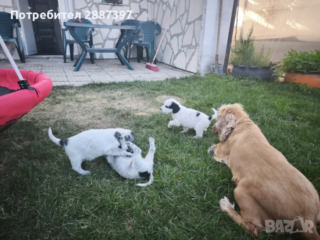 *кученца спешно*, снимка 7 - Други - 55606840