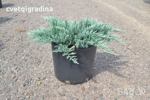 Juniperus squamata ‘Blue Carpet’-Юниперус син килим