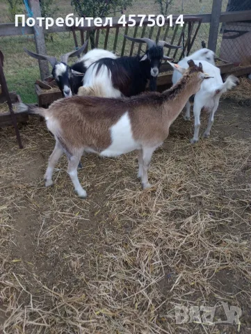 Продавам млечни кози
