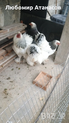 Продавам Колумбийска Брама., снимка 5 - други­ - 54772774