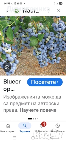 Амер.боровинка БЛУКРОП 3+, снимка 8 - Други - 54180363