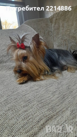 Мини йоркширски териери , снимка 7 - Йоркширски териер - 37413803