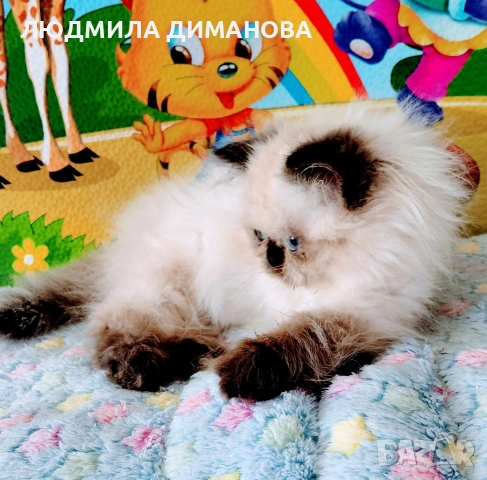 Хималайско момиче , снимка 7 - Персийска - 55159626