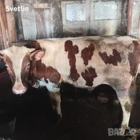 Mъжко теле на 8м