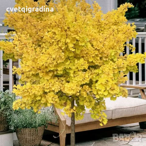 Ginkgo biloba (Гинко билоба), снимка 3 - Градински цветя и растения - 55406261
