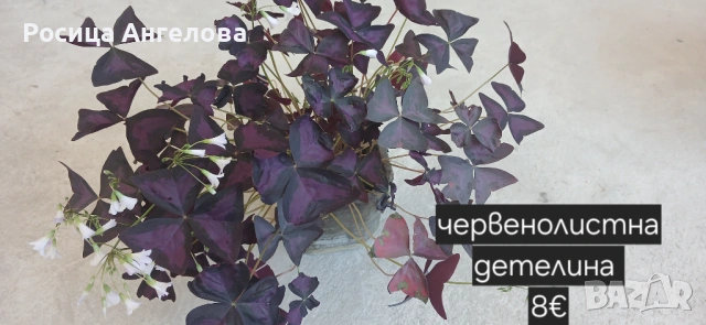 Детелина червенолистна