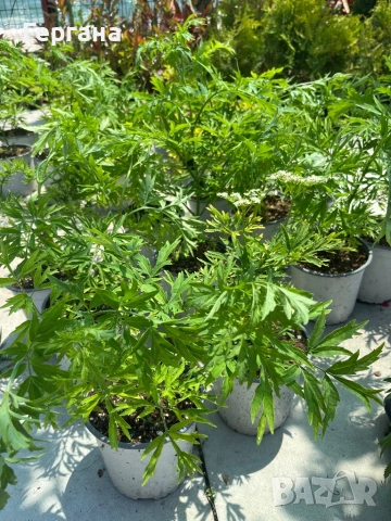 Sambucus “Golden Tower” , снимка 2 - Градински цветя и растения - 54877579