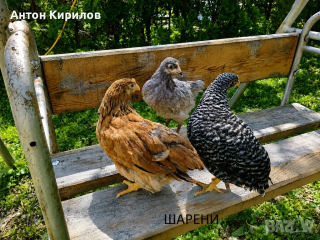 Продавам Шарени /Селски/ пилета , снимка 2 - Кокошки и пуйки - 54366905