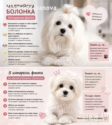 Малтийски болонки, снимка 4 - Болонка - 55324239