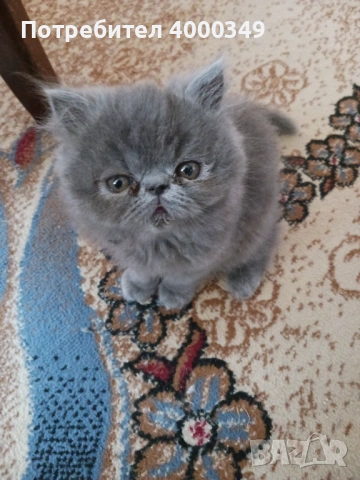 Продавам персийски женски котета, снимка 9 - Персийска - 54386975