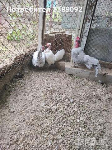 Голошийки бантам , снимка 5 - други­ - 54170161