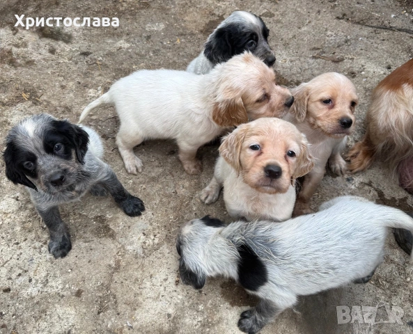 Бретон  шпаньол , снимка 2 - Бретон шпаньол - 55177712