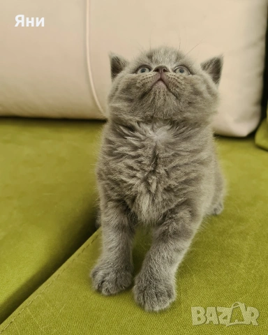 Британска късокосместа котка / British shorthair cat, снимка 4 - Британска късокосместа - 54824889