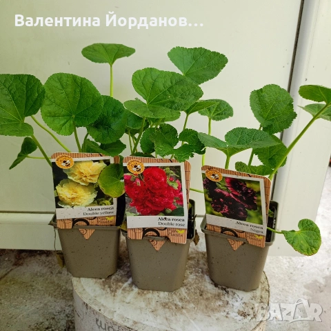 ружа градинска 